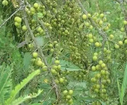 海南梦，热带风情剧本之旅